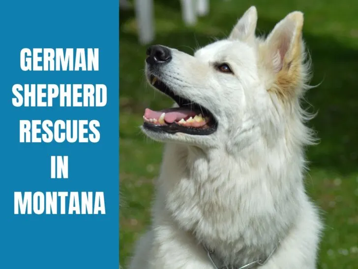 German Shepherd Rescue Montana