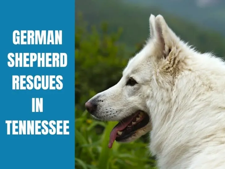 German Shepherd Rescue Tennessee