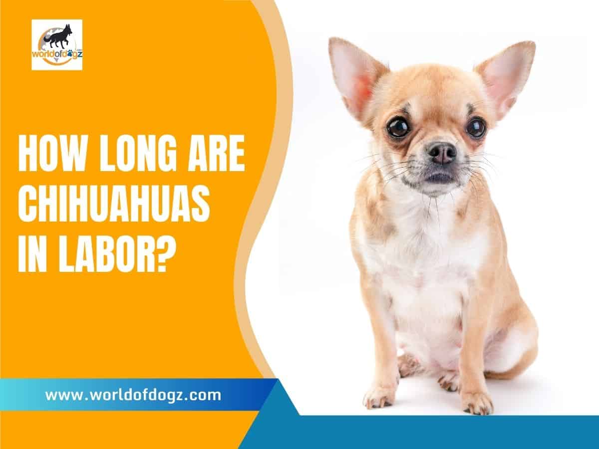 How Long Are Chihuahuas in Labor?