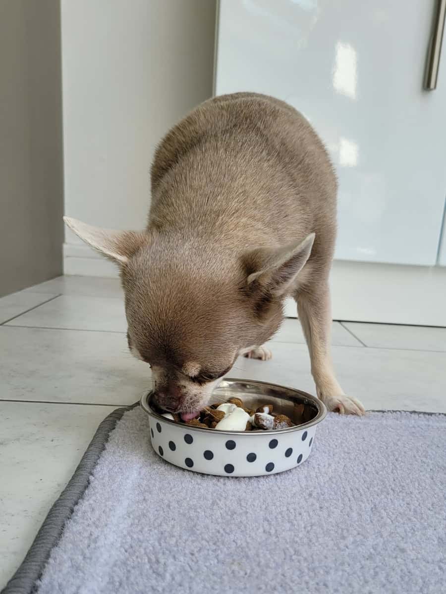 Silver Chihuahua Eating