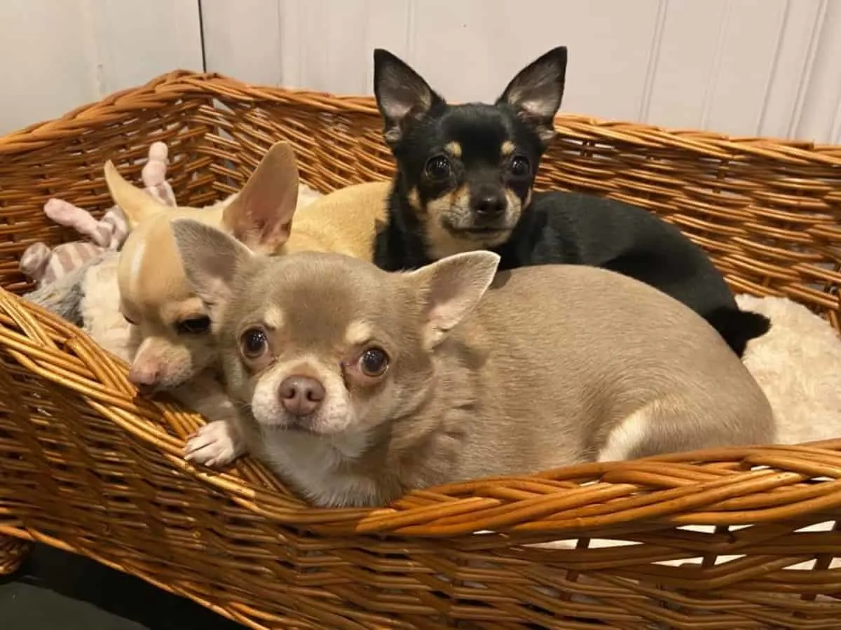 Three Chihuahuas In a Basket