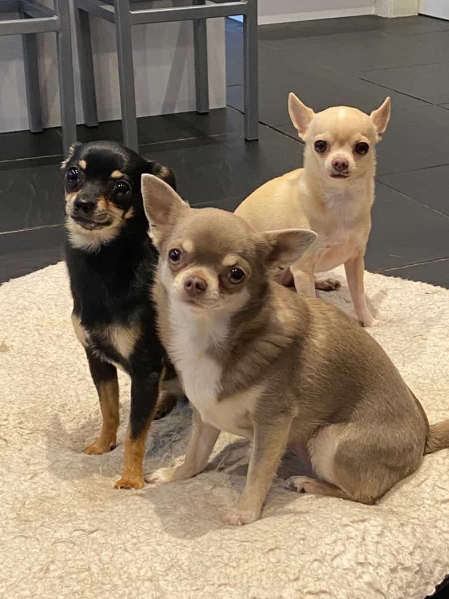 Are Chihuahuas Intelligent? Three Chihuahuas sitting.