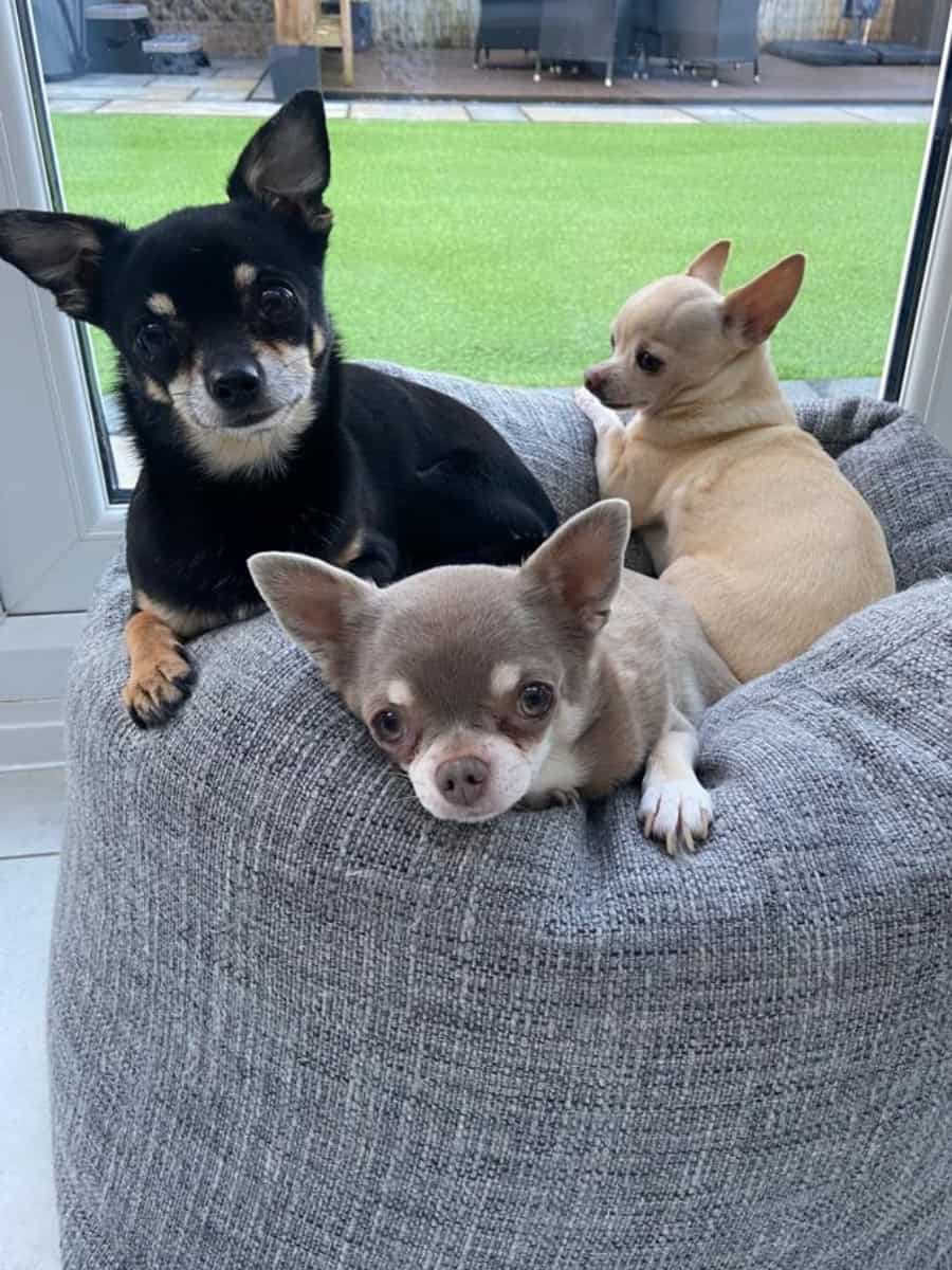Three Chihuahuas on Beanbag