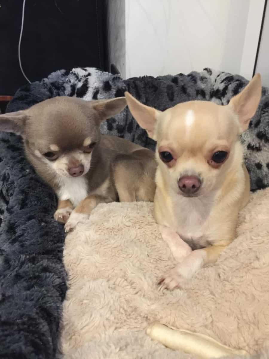 Two Cute Chihuahuas