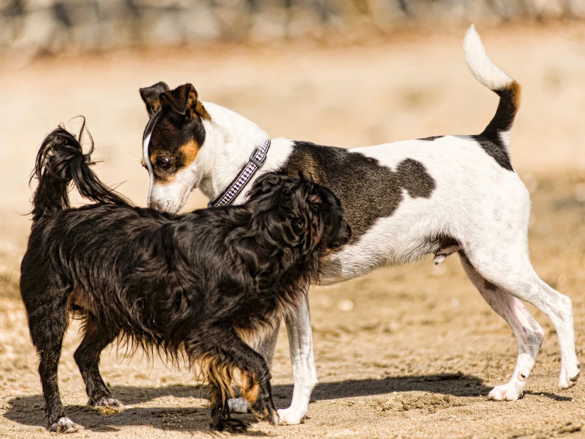 Two Dogs Sniffing