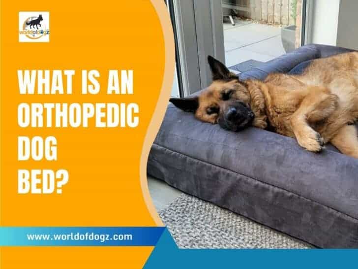What Is An Orthopedic Dog Bed?