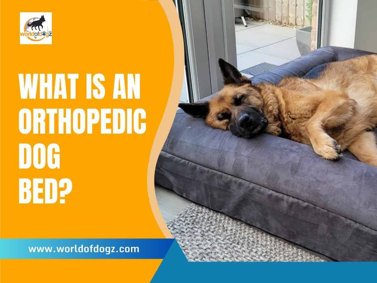 What Is An Orthopedic Dog Bed?