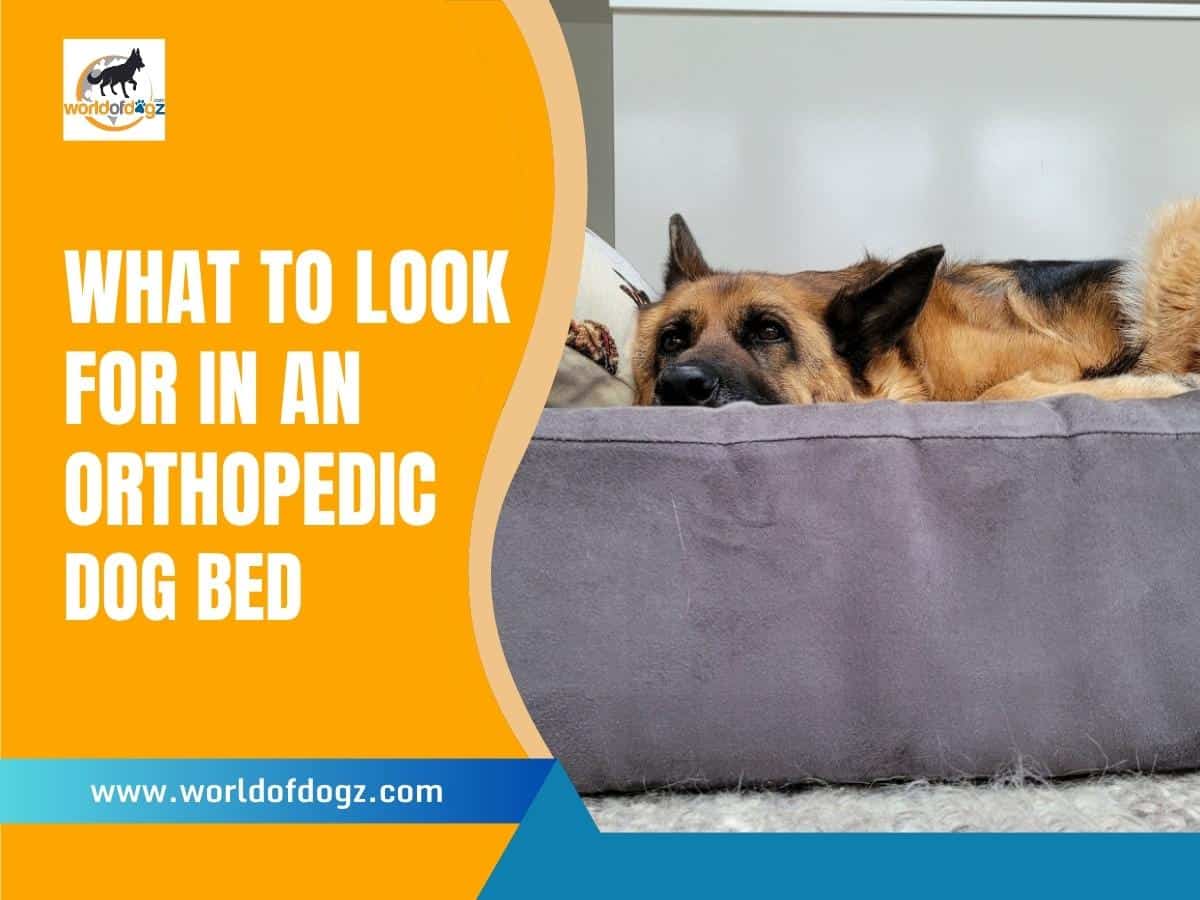 What To Look For In An Orthopedic Dog Bed