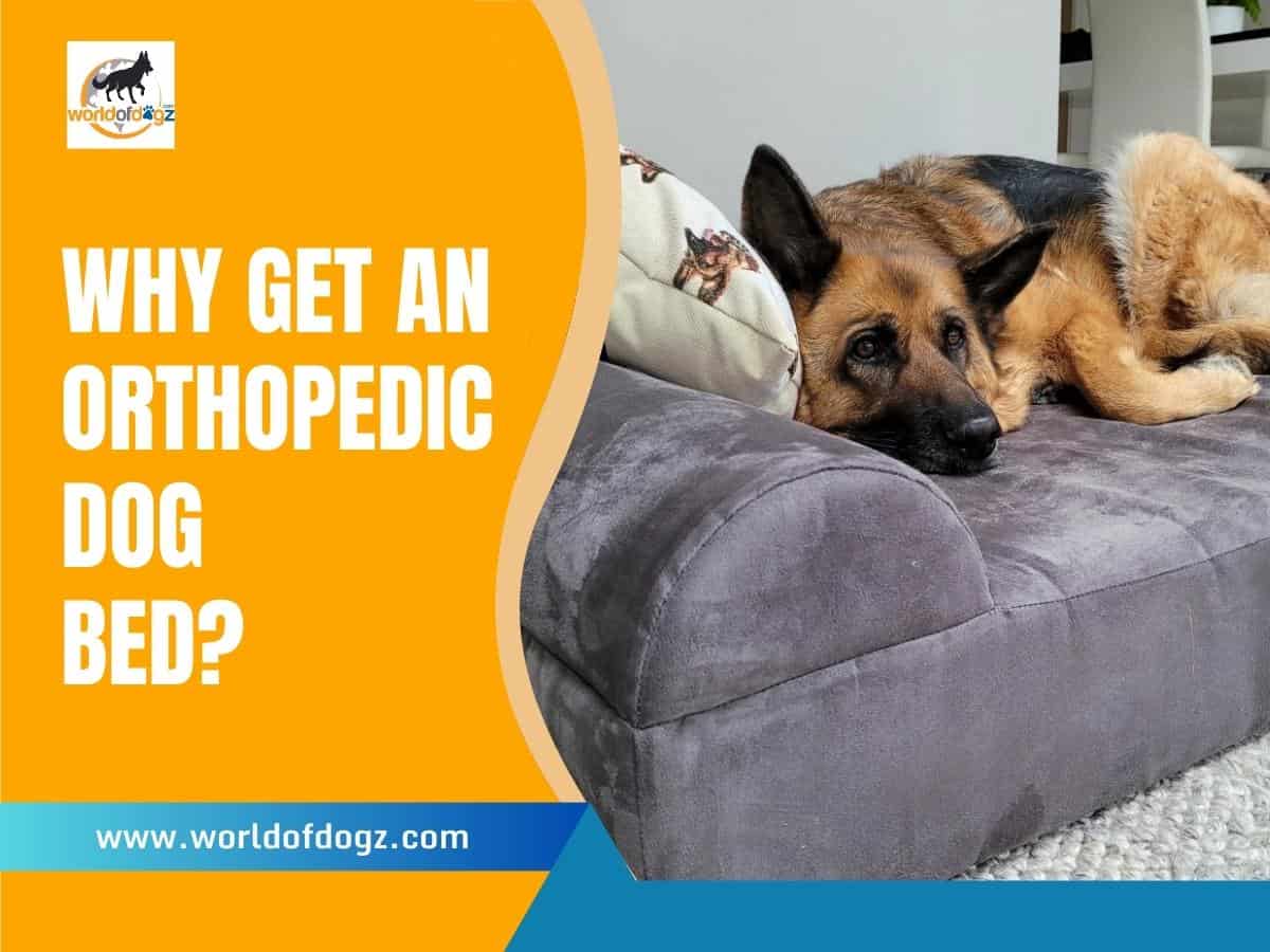 Why Get an Orthopedic Dog Bed?