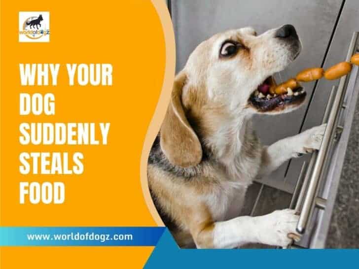 Why Has My Dog Suddenly Started Stealing Food?