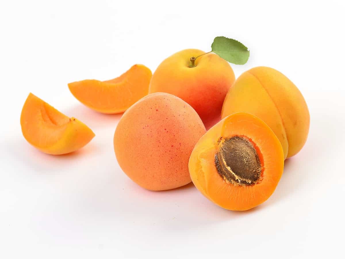 Apricots. Can Chihuahuas Eat Apricots?
