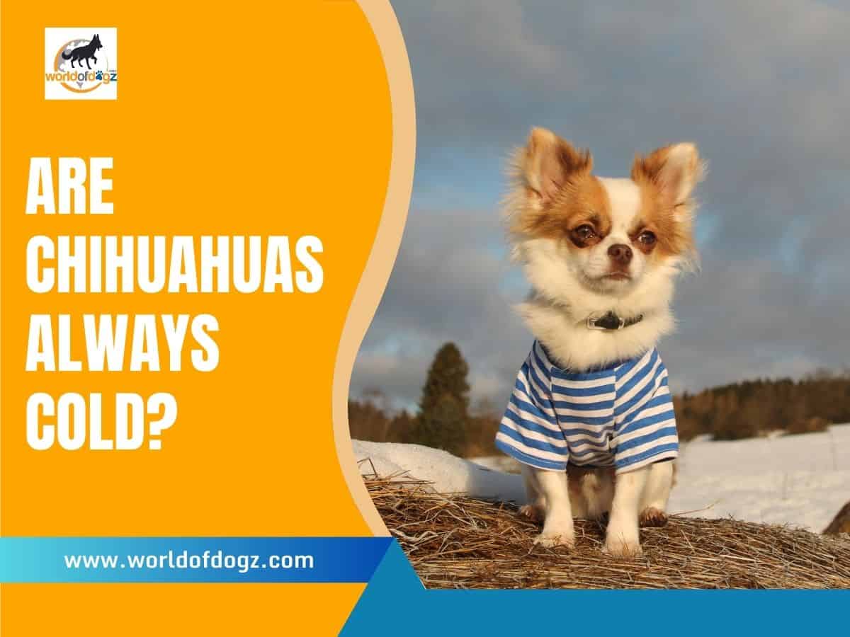 Are Chihuahuas Always Cold?