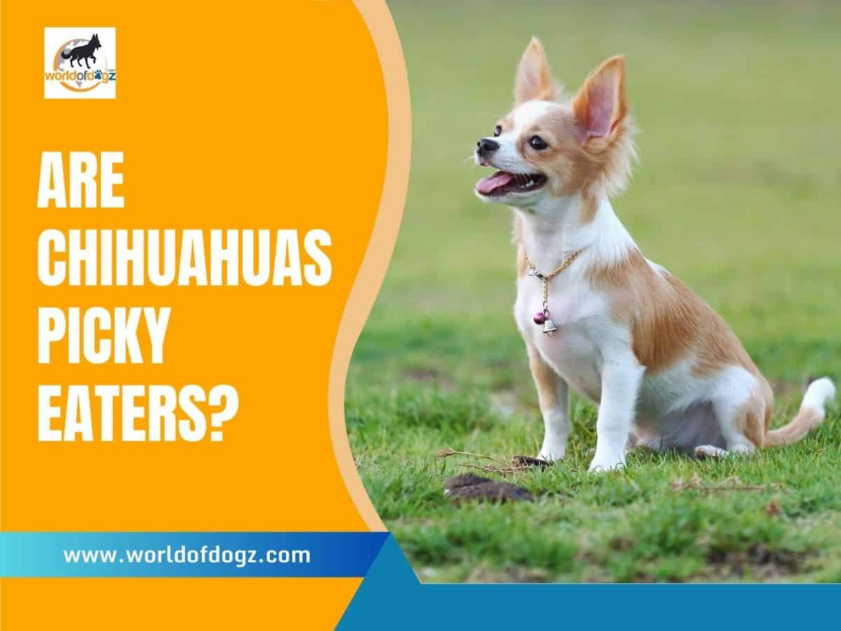 Are Chihuahuas Picky Eaters?