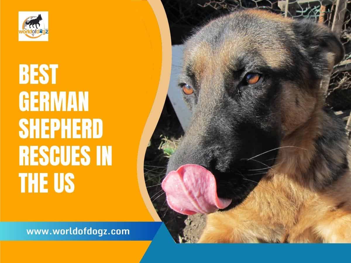 Best German Shepherd Rescues In The US