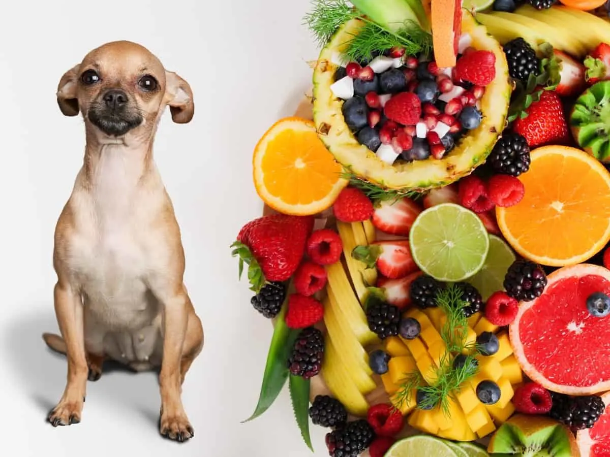 Can Chihuahuas Eat Fruit?