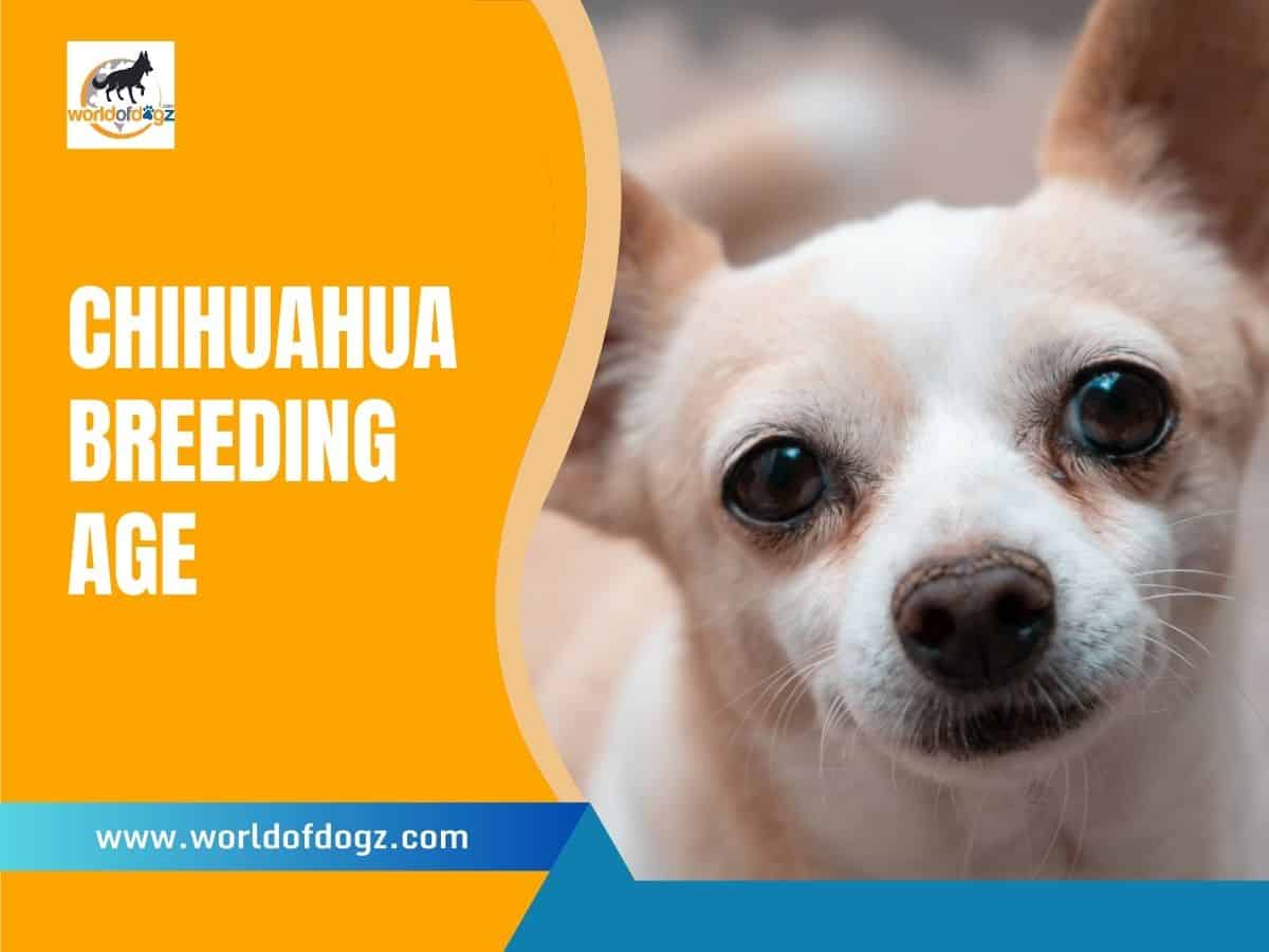 II. The Importance of Ethical Considerations in Chihuahua Breeding