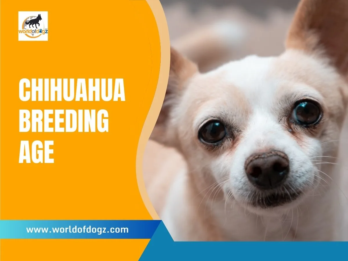 I. Introduction to Chihuahua Breeding