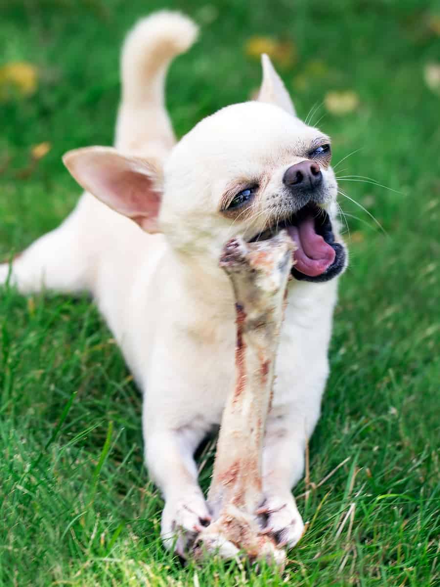 Chihuahua Eating Bone
