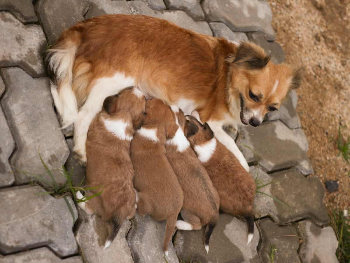 Chihuahua Feeding Her Puppies