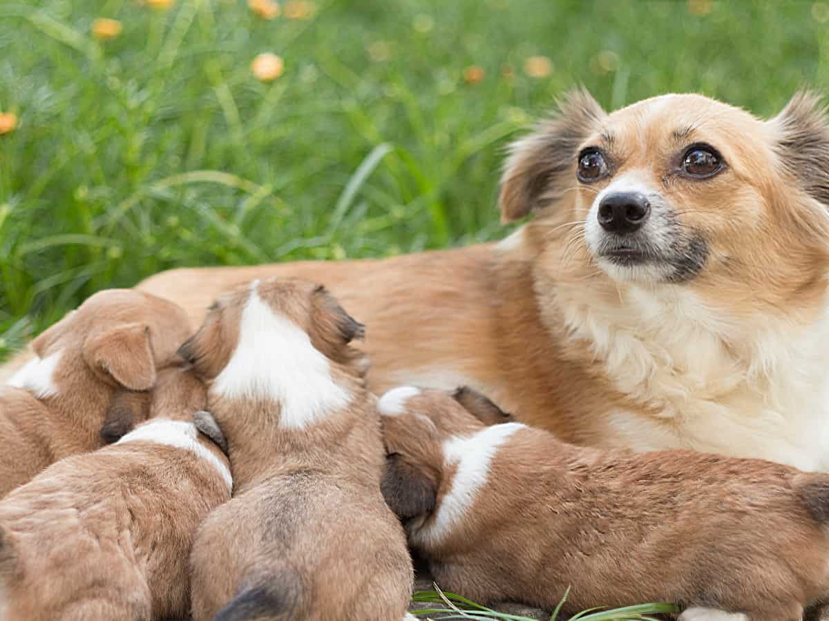 Chihuahua Pups Feeding on Mother
