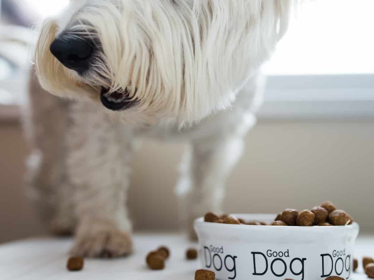 Dog Taking Food Out of Bowl To Eat