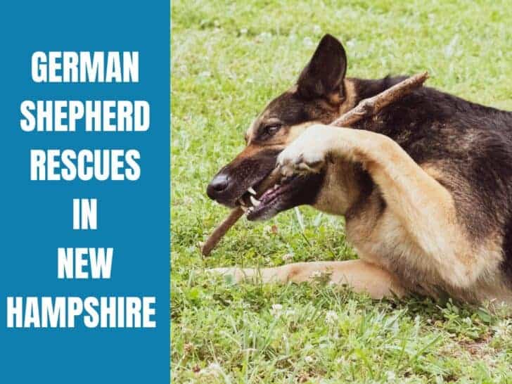 German Shepherd Rescue New Hampshire