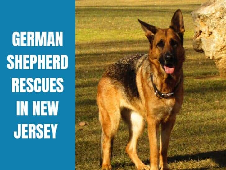 German Shepherd Rescue New Jersey