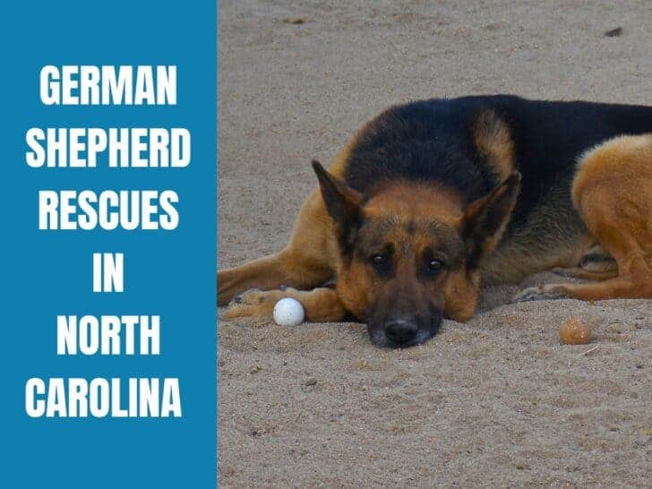 German Shepherd Rescue North Carolina