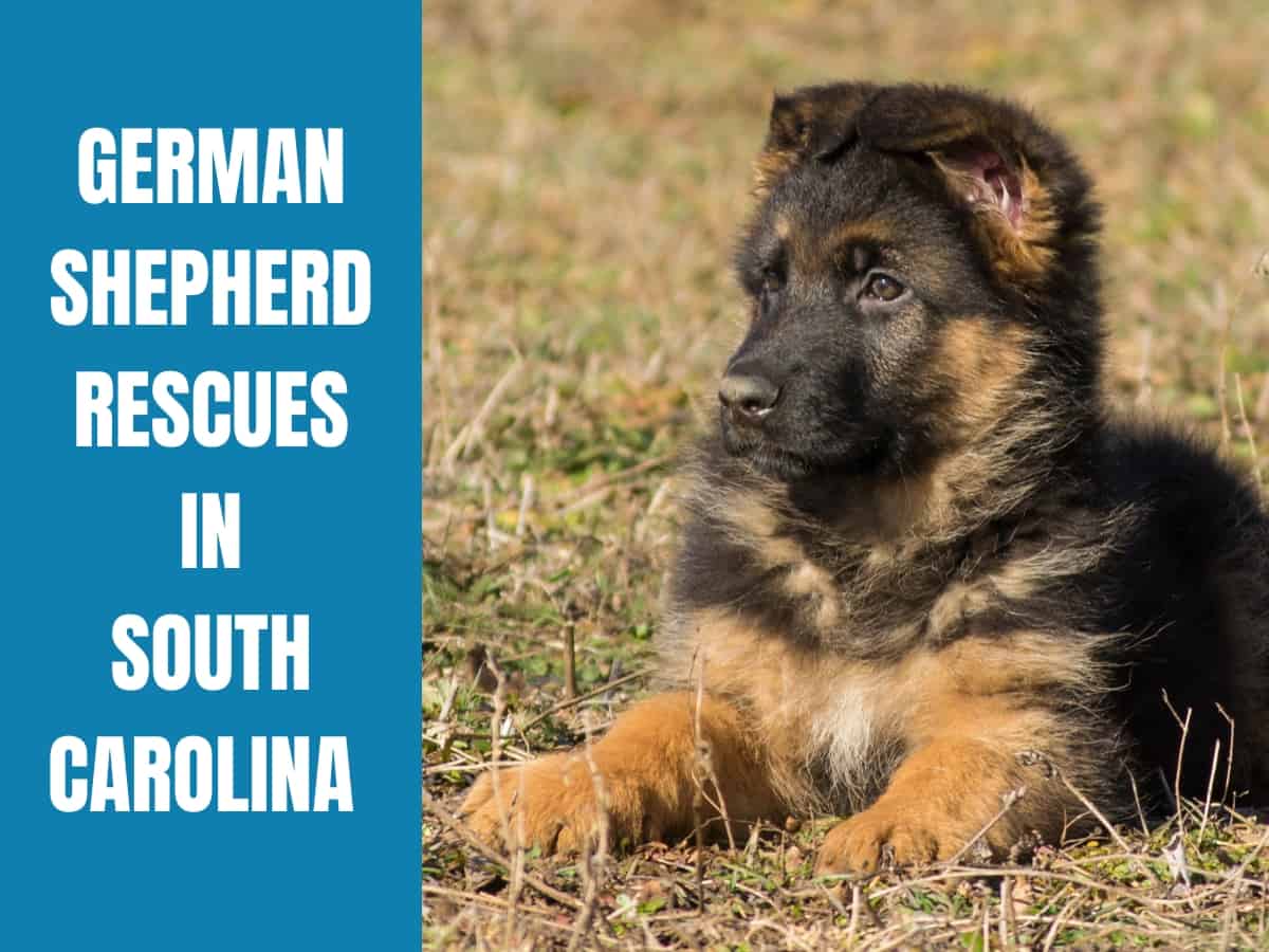 German Shepherd Rescue South Carolina
