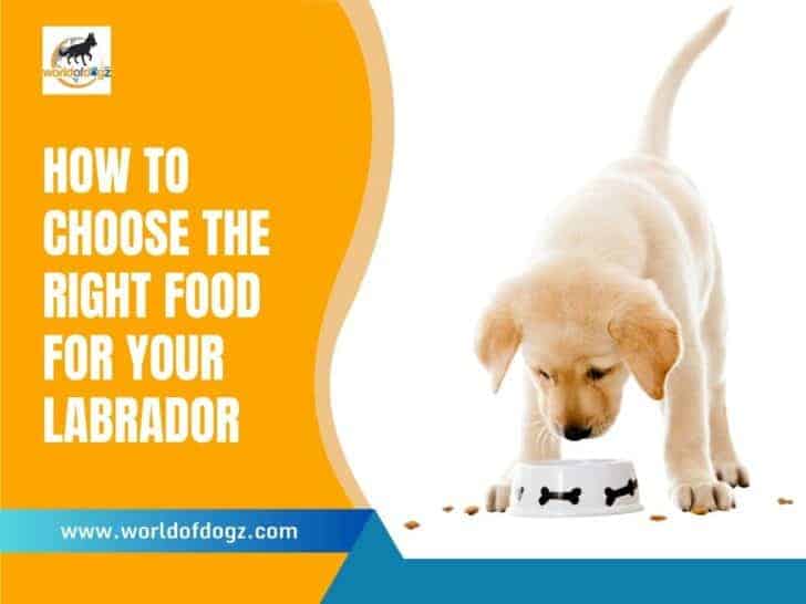 How To Choose The Right Food For Your Labrador