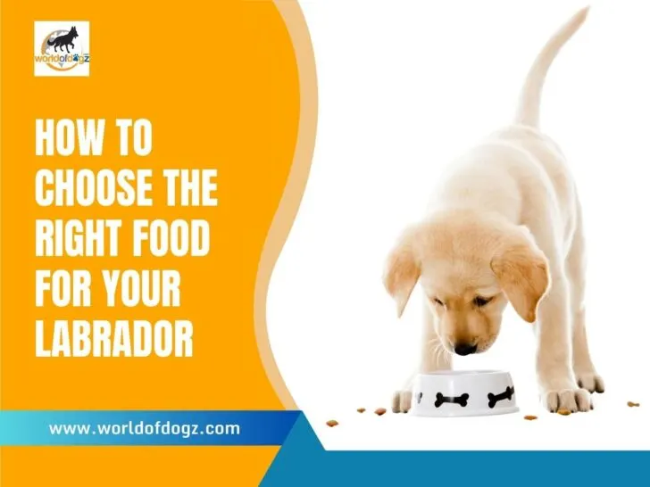 How To Choose The Right Food For Your Labrador