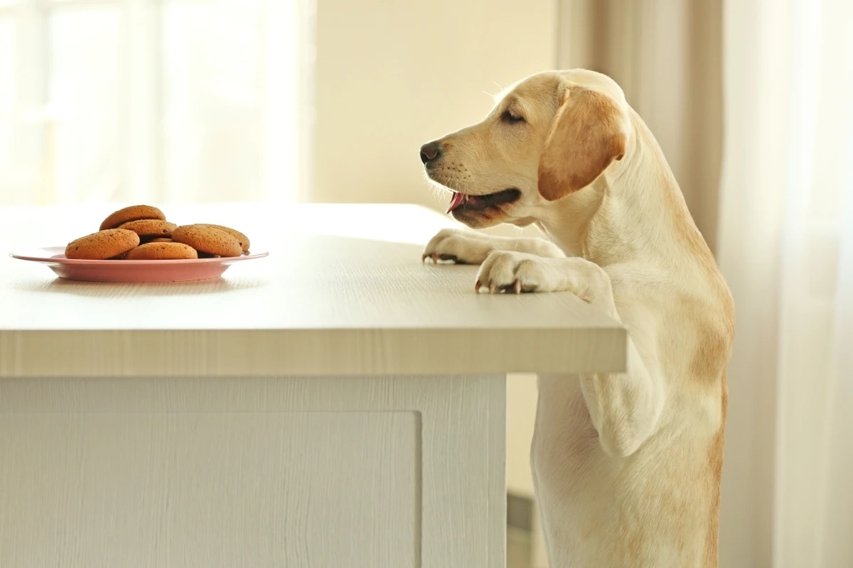 Labrador Trying To Steal Food Off Table. Choosing the Right Labrador Food