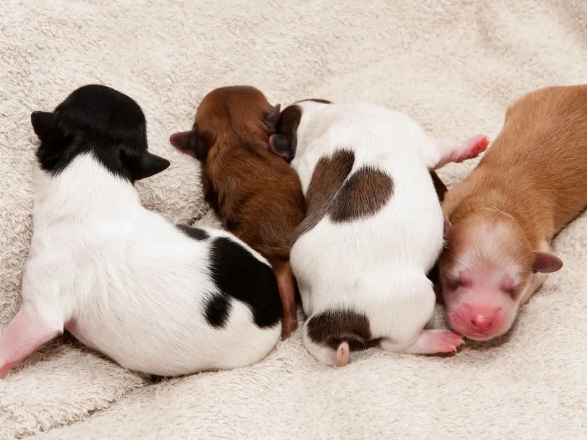 Newborn Chihuahua Puppies