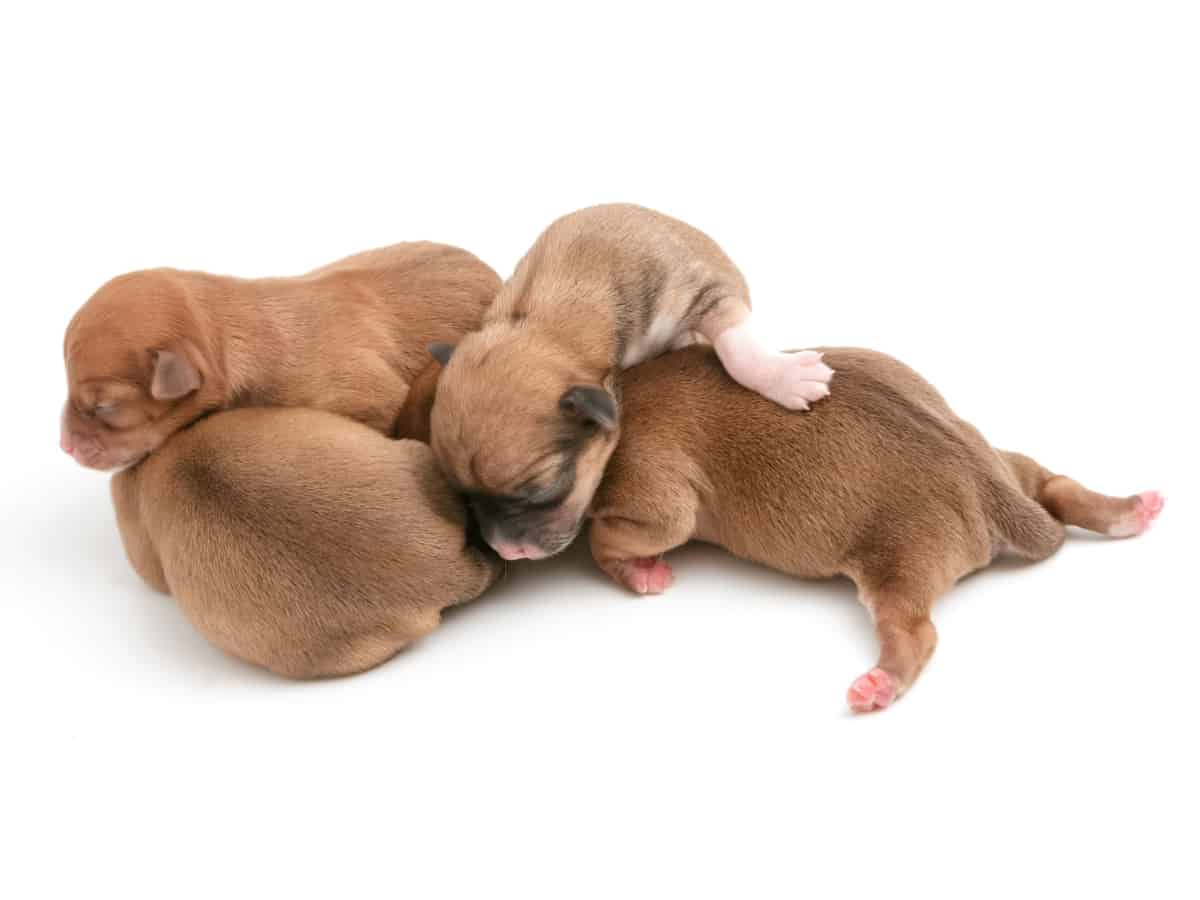 Newborn Chihuahuas