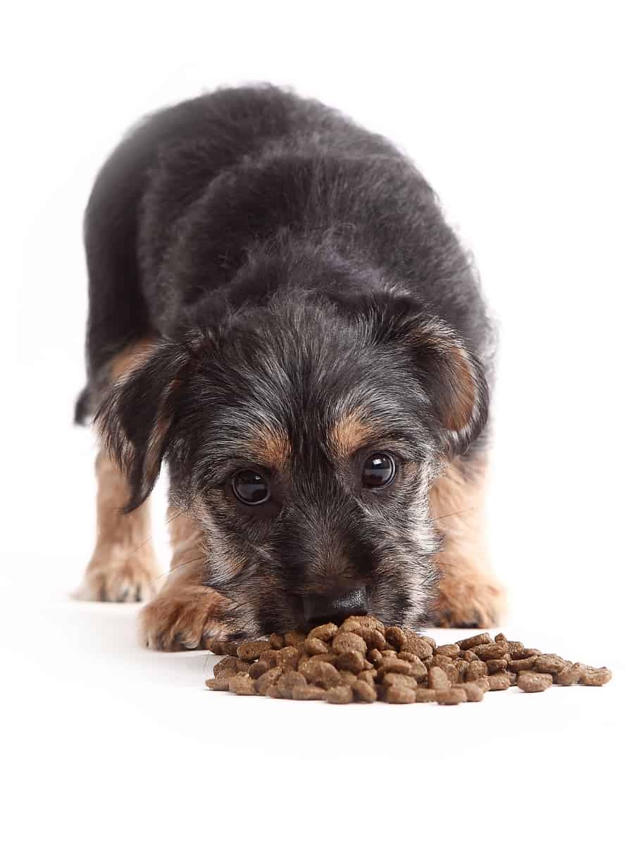 Puppy Eating Kibble