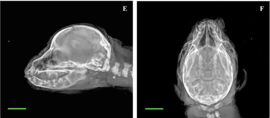 Radiography of Brachycephalic Chihuahua Puppies