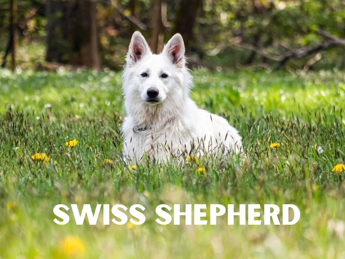 Swiss Shepherd
