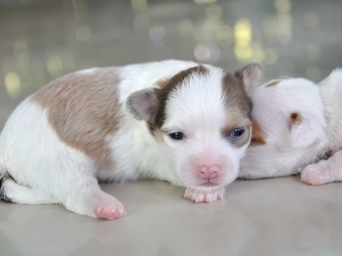 Two Newborn Chihuahua Puppies
