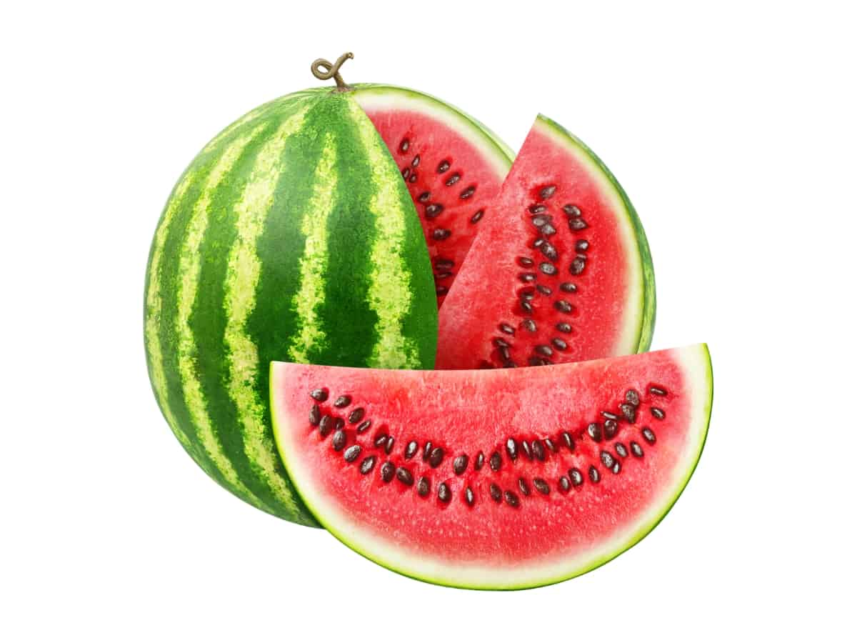 Watermelon. Can Chihuahuas Eat Watermelon?