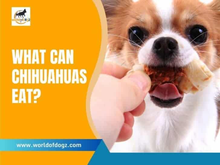 What Can Chihuahuas Eat?