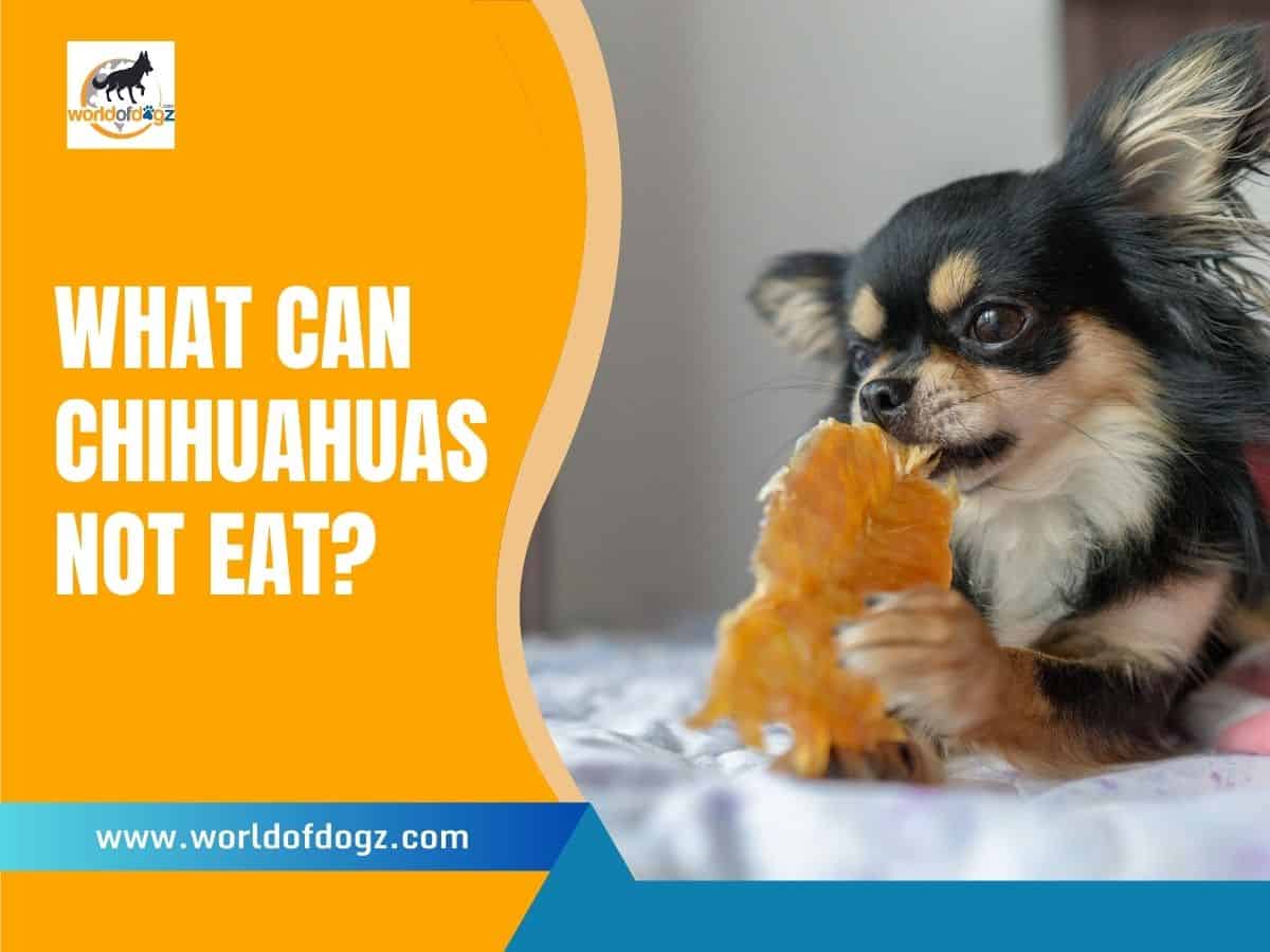 What Can Chihuahuas Not Eat?