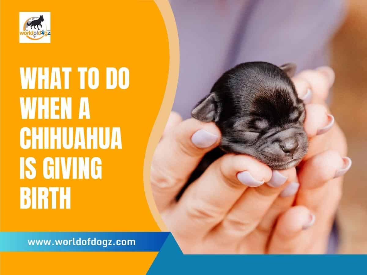 What To Do When Chihuahua Giving Birth