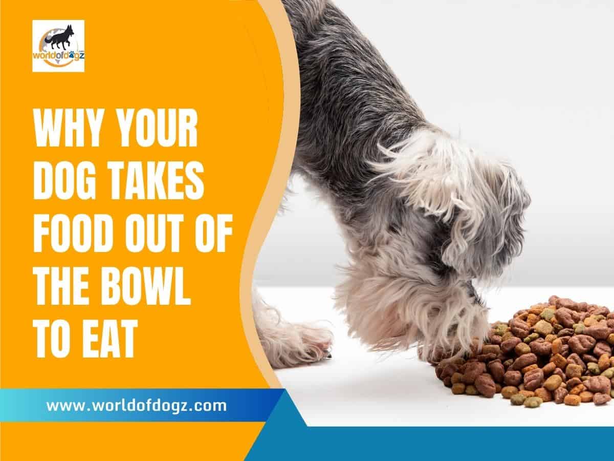 Why Dog Takes Food Out of Bowl To Eat
