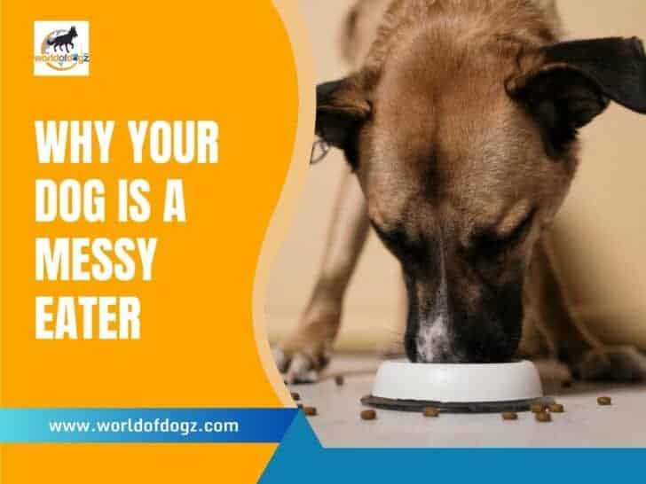 Why Is My Dog a Messy Eater?
