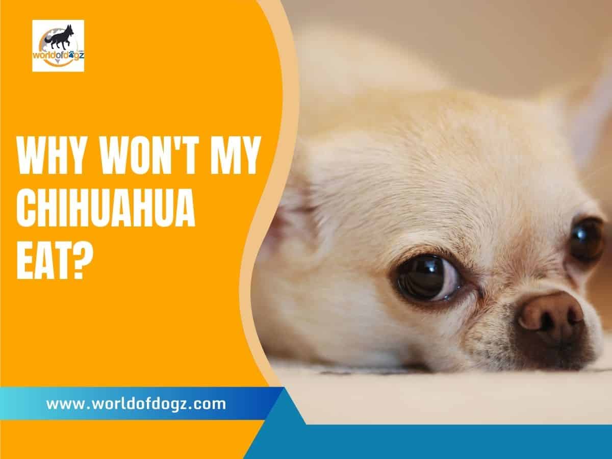 Why Won't My Chihuahua Eat