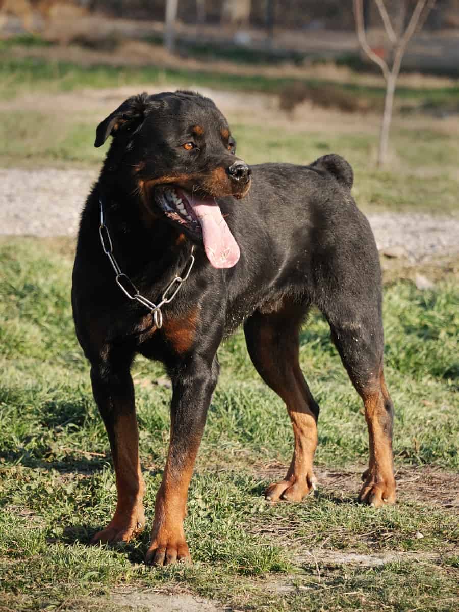 Adult Rottweiler standing on the field