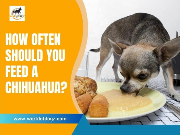 How Often Should You Feed a Chihuahua?