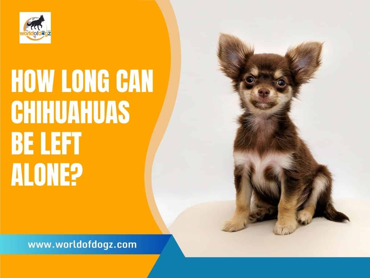 How long can Chihuahuas be left alone?