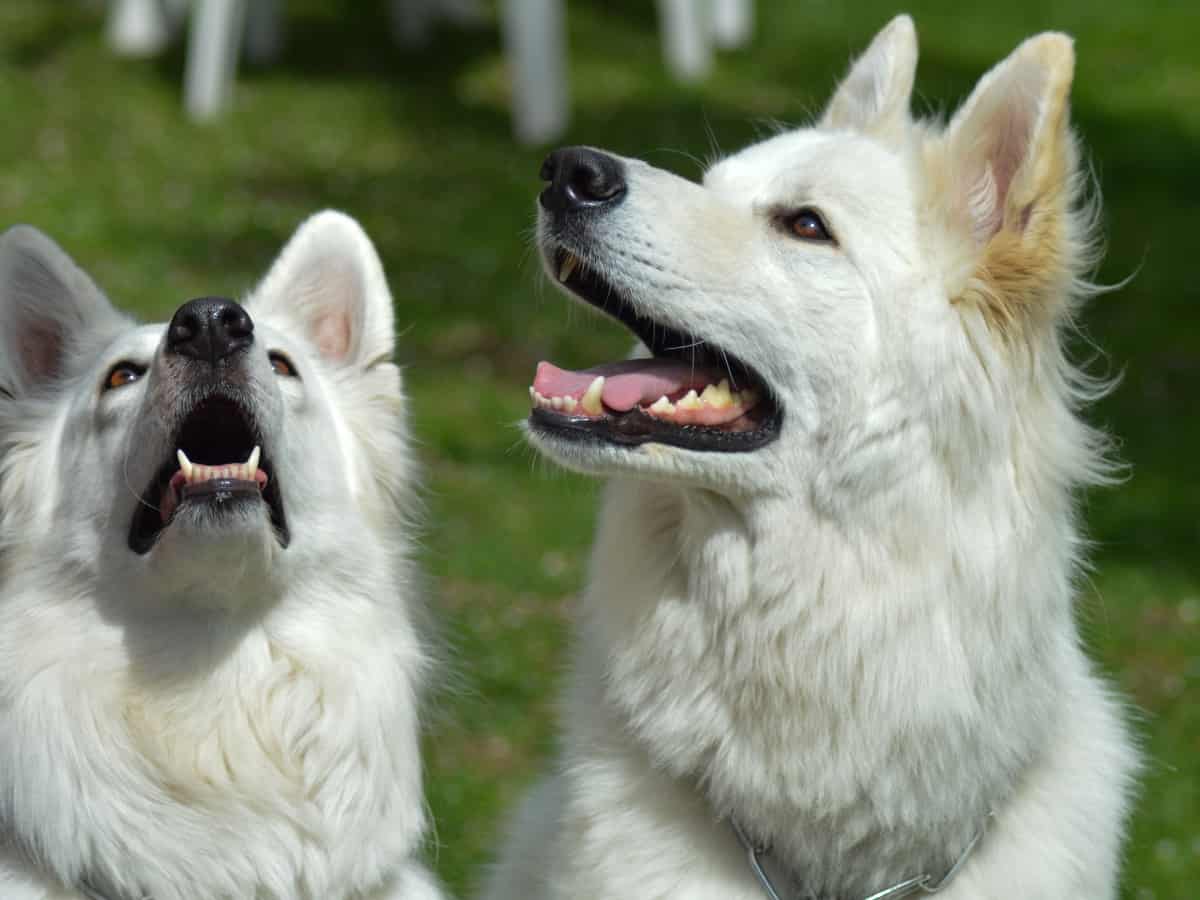 Two White German Shepherd Dogs