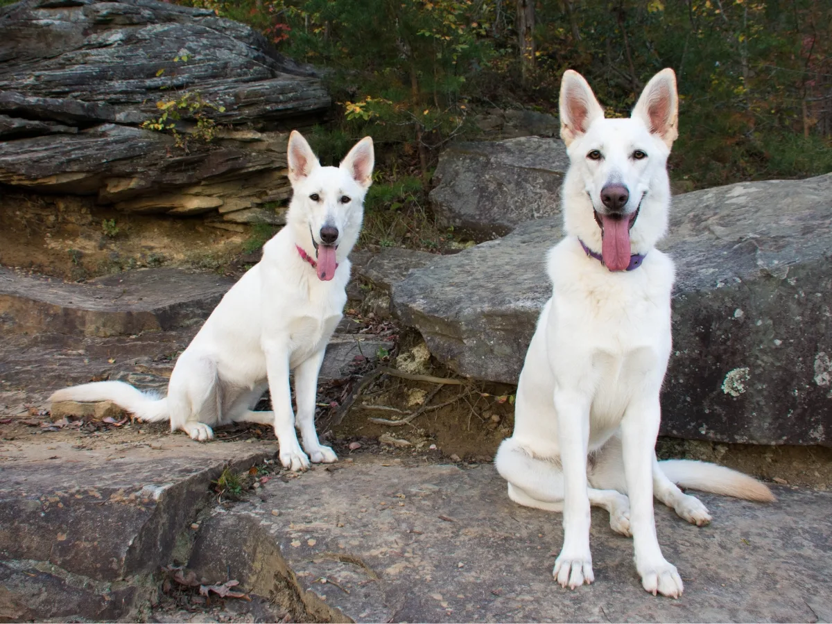Two White German Shepherds